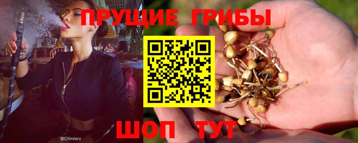 Псилоцибиновые грибы Psilocybine cubensis  Вход с VPN  сколько стоит  Верхняя Пышма 